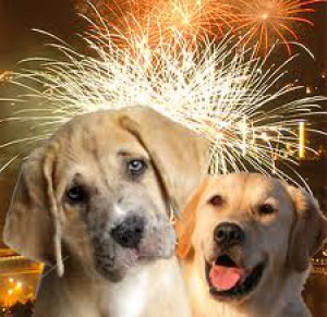 Ať váš pes netrpí !